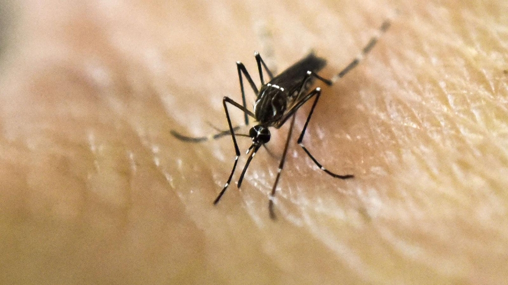 Argentina aprueba el uso de una vacuna contra el dengue
