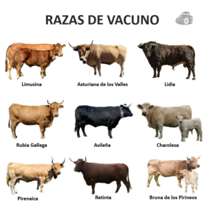 Treseus | Explorando la Diversidad de Razas de Ganado Vacuno: Características y Singularidades