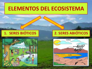 El Equilibrio Invisible: Explorando el Papel Crucial de los Factores Abióticos y Bióticos en la Ecología con Hjalmar Jesús Gibelli