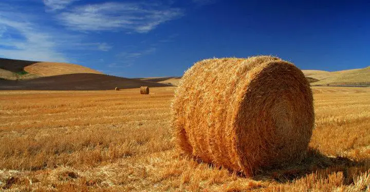 Treseus | Cómo mejorar la calidad de la paja para el ganado