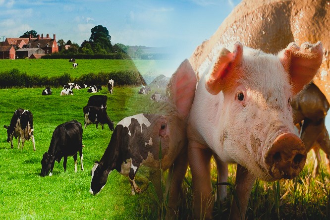 Juan Fernando Serrano Ponce - ¡Conócelas! Razas de ganado más productivas; Comparativa de características y rendimiento - FOTO